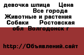 девочка шпица  › Цена ­ 40 000 - Все города Животные и растения » Собаки   . Ростовская обл.,Волгодонск г.